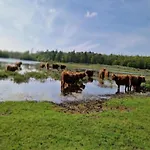 Near Woods And Egmond ハイロープ