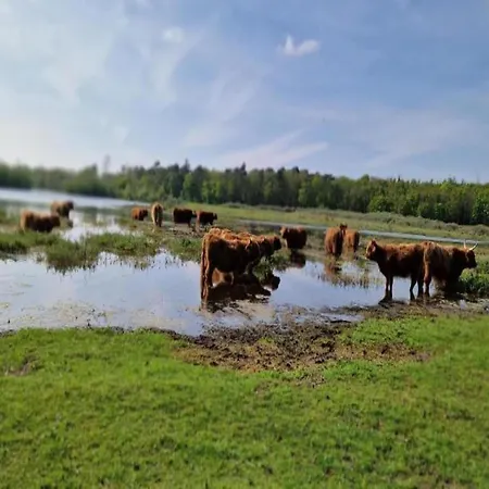 Near Woods And Egmond Heiloo