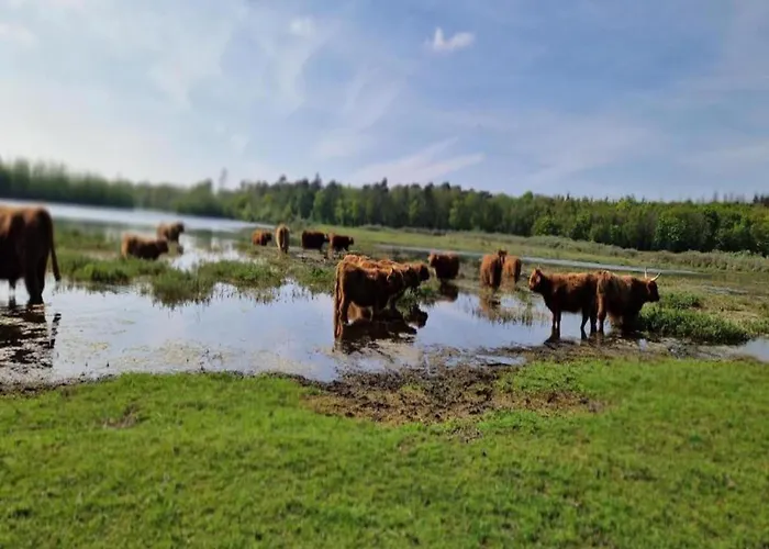 Near Woods And Egmond 헤일루